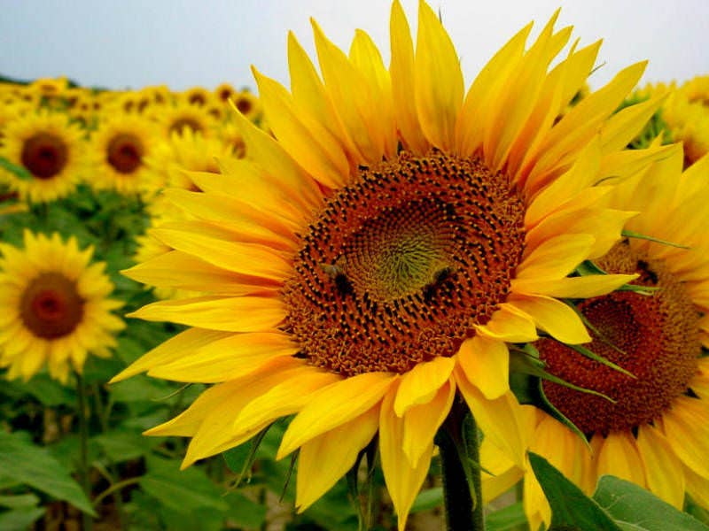 Sunflower Watering Can Green - Sunflower Seeds