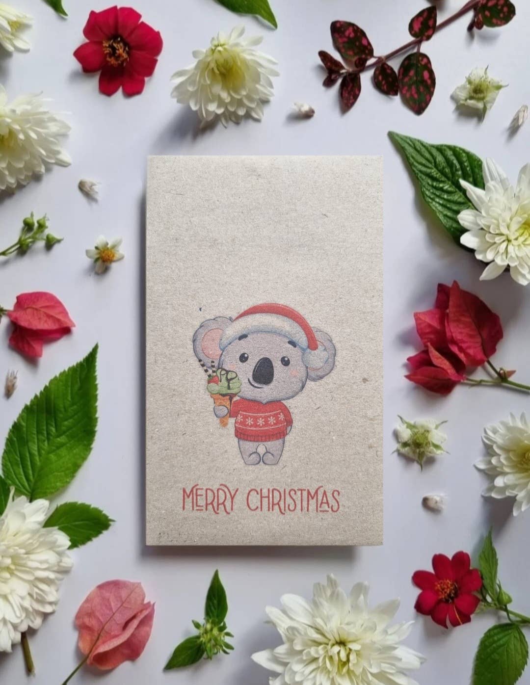 Christmas Koala - Australian Wildflower Seeds